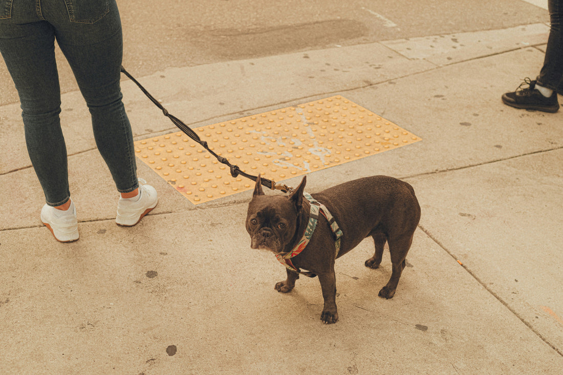 dog hip dysplasia vs arthritis