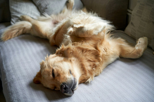 do probiotics help dogs with allergies